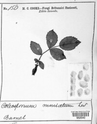 Phragmidium mucronatum image